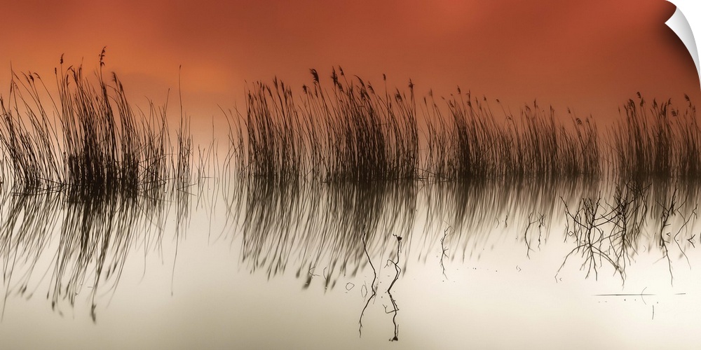 Reeds in the water with mirror reflections, Pateira de Fermentelos, Portugal.