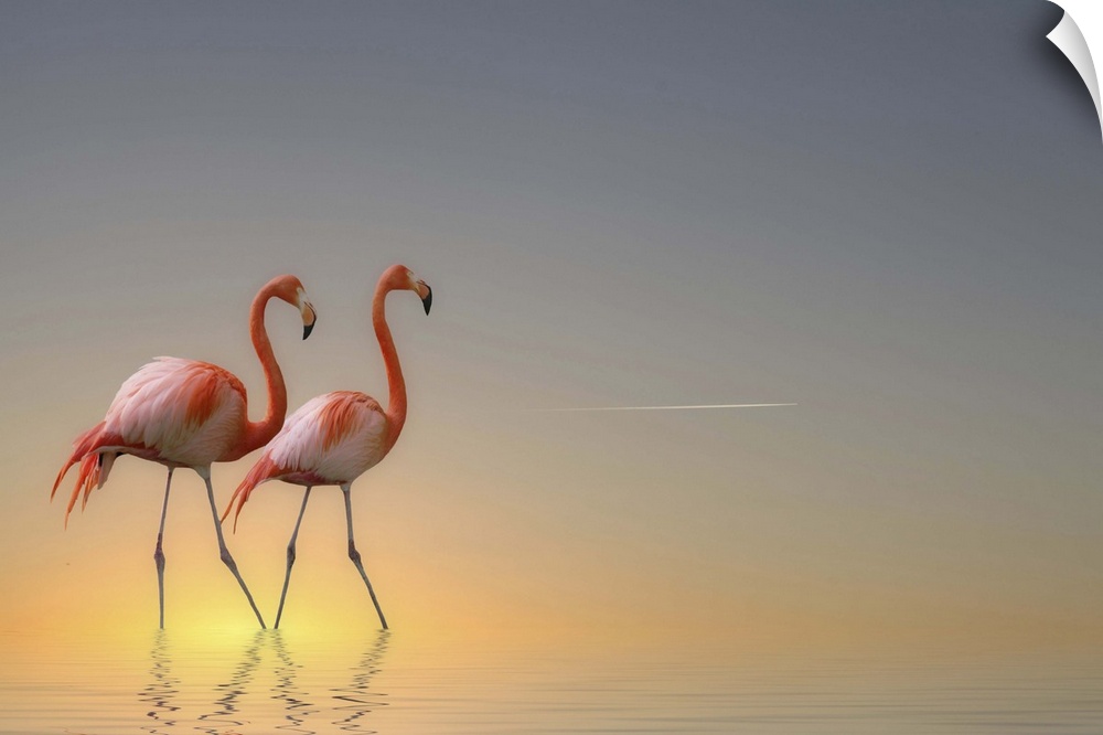 Two Caribbean Flamingos walk in pastel-colored water.