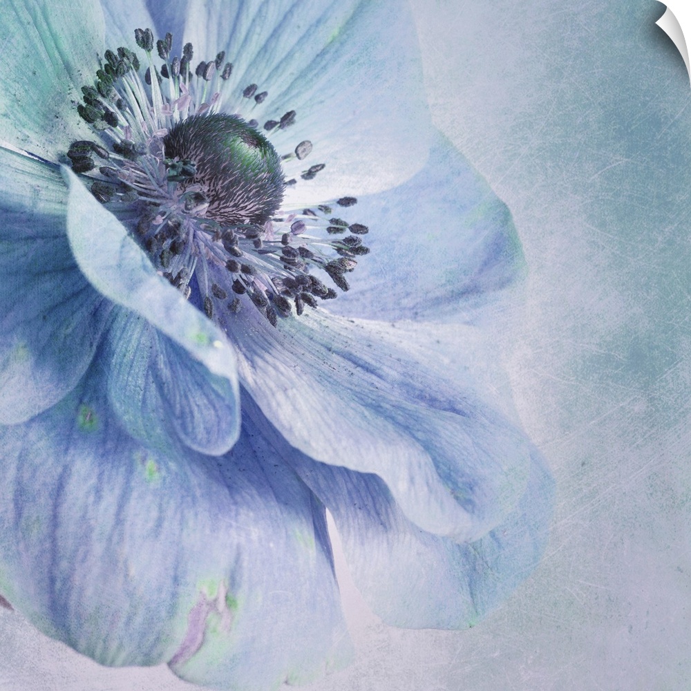 Close up image of a flower with broad petals in blue tones.