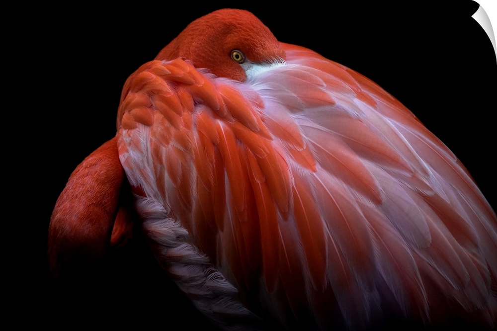 A Caribbean Flamingo with its head buried in its feathers, with just its eye visible.