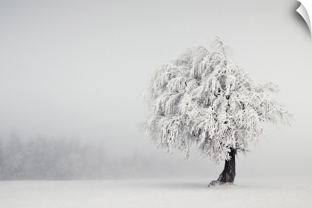 A lonely tree stands in a winter landscape, its branches heavy with snow.