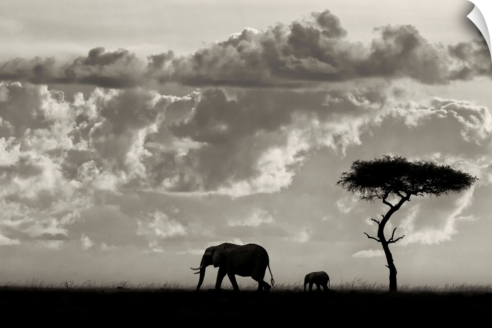 An Elephant cow with her calf walk past an acacia tree against a bright dramatic African sky.