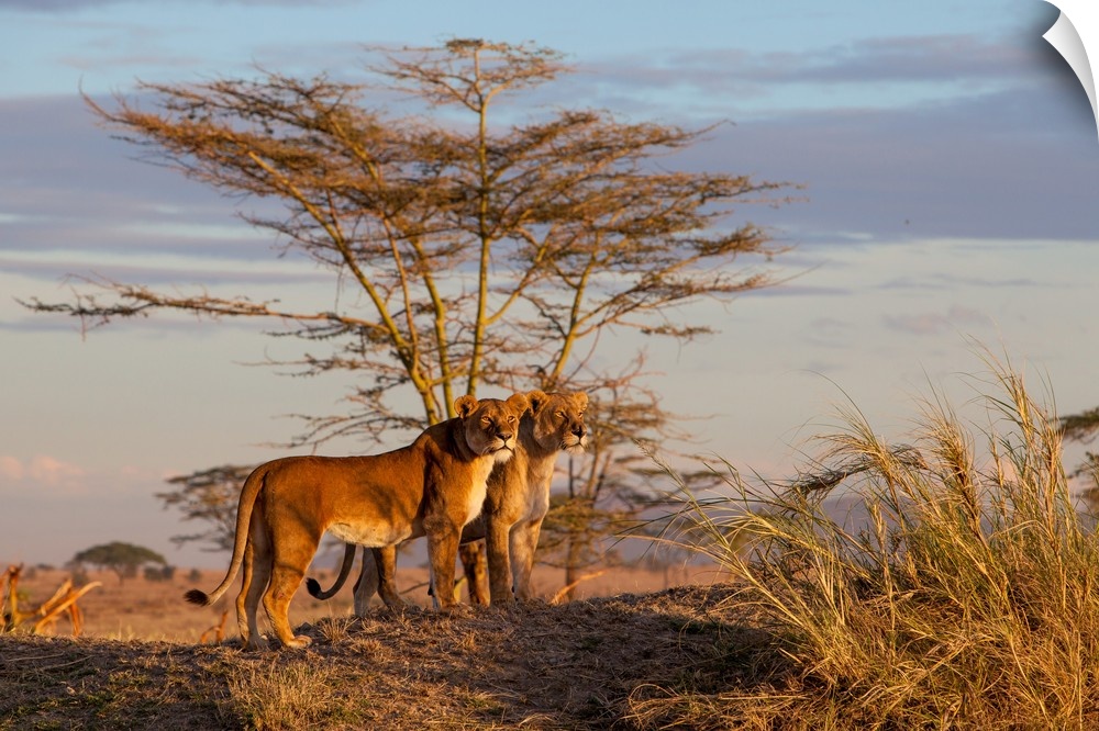 Wildlife photograph of two lionesses in the savannah, Tanzania.