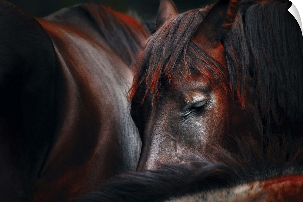 A group of horses huddle together for sleep.