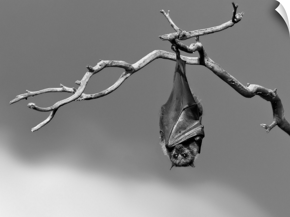A black and white photograph of a motionless bat hanging from a tree branch with its eyes open wide.