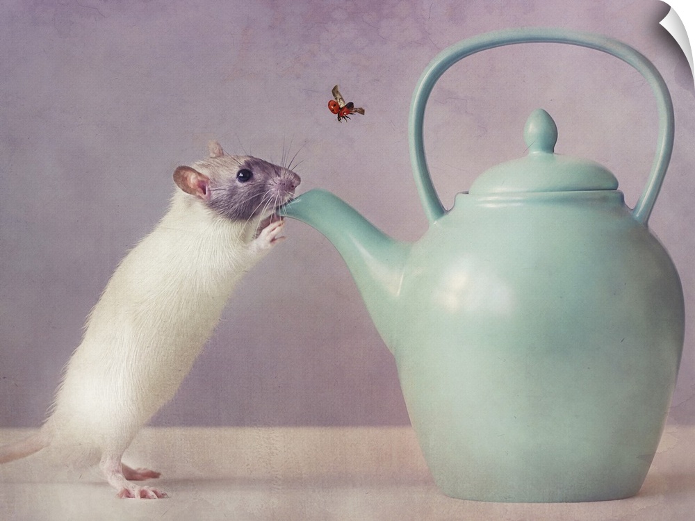 Conceptual photograph of a mouse standing up to the spout of a teapot.