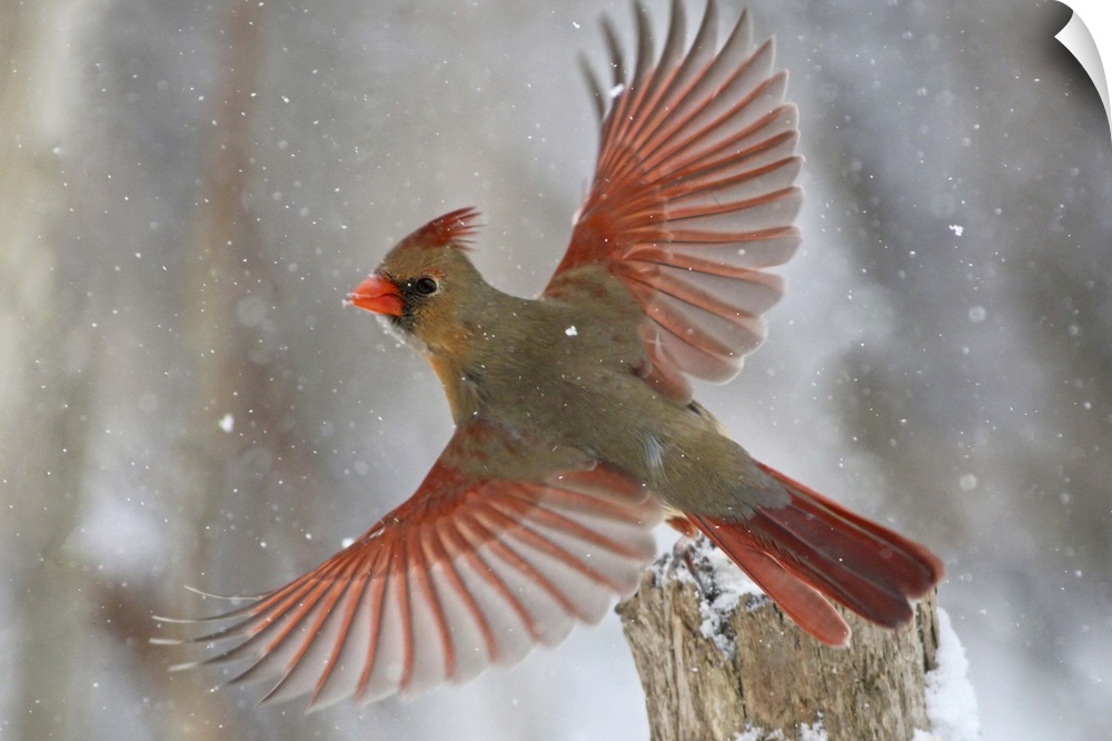 A female Northern Cardinal takes flight in a light snowfall.