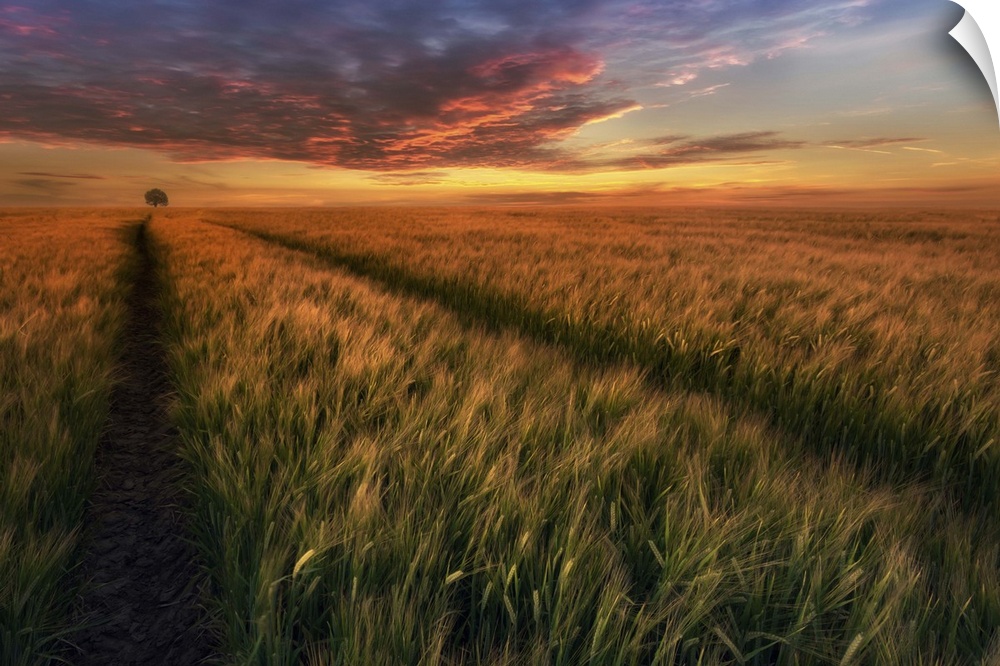 Crops in a field with a tree on the horizon, at sunset, Poland.