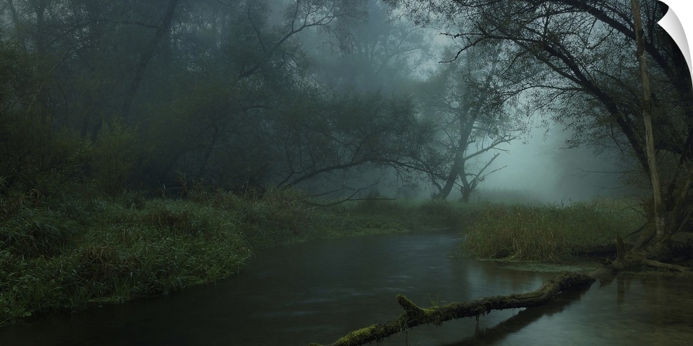 A gloomy swamp in the forest full of mist.