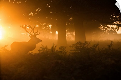 Stag In The Mist