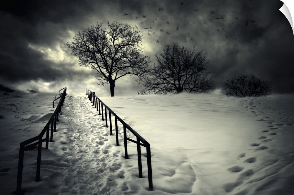 Path lined with wooden fences leading to a bare tree with birds after a snowfall.