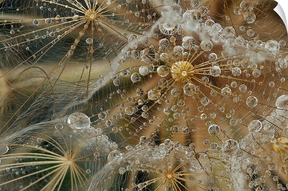 Extreme close-up of dew drops on a wispy floral plant.