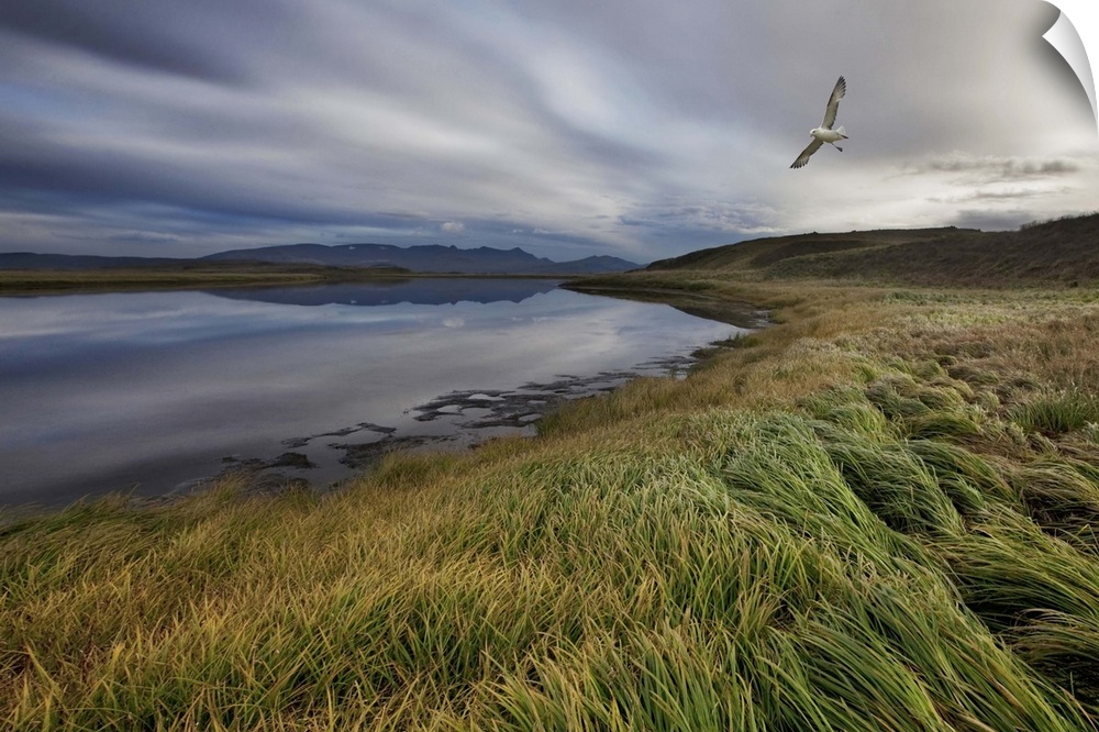 A shore bird flies over a windswept Icelandic landscape.