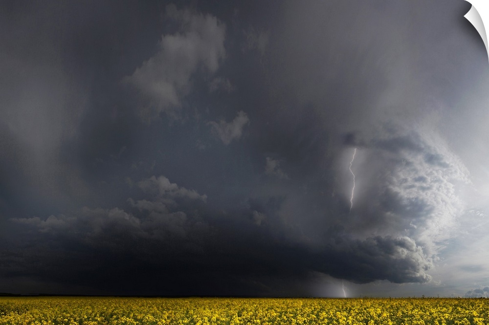 Dark storm clouds with lightning looming over a canola field.