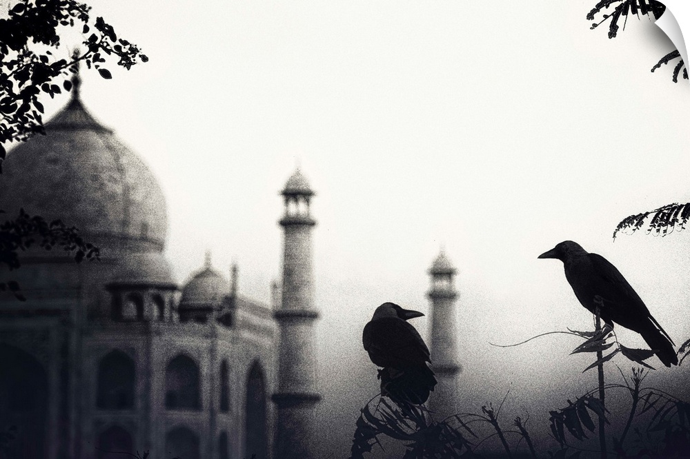 Two crows sitting on branches with the Taj Mahal in the background.