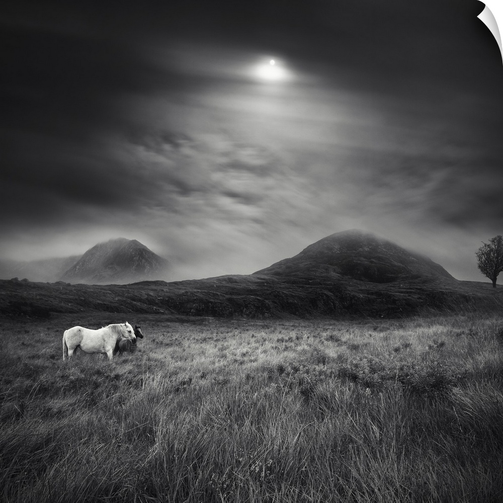 Black and white image of two horses standing a field with the sun shining through the clouds overhead.