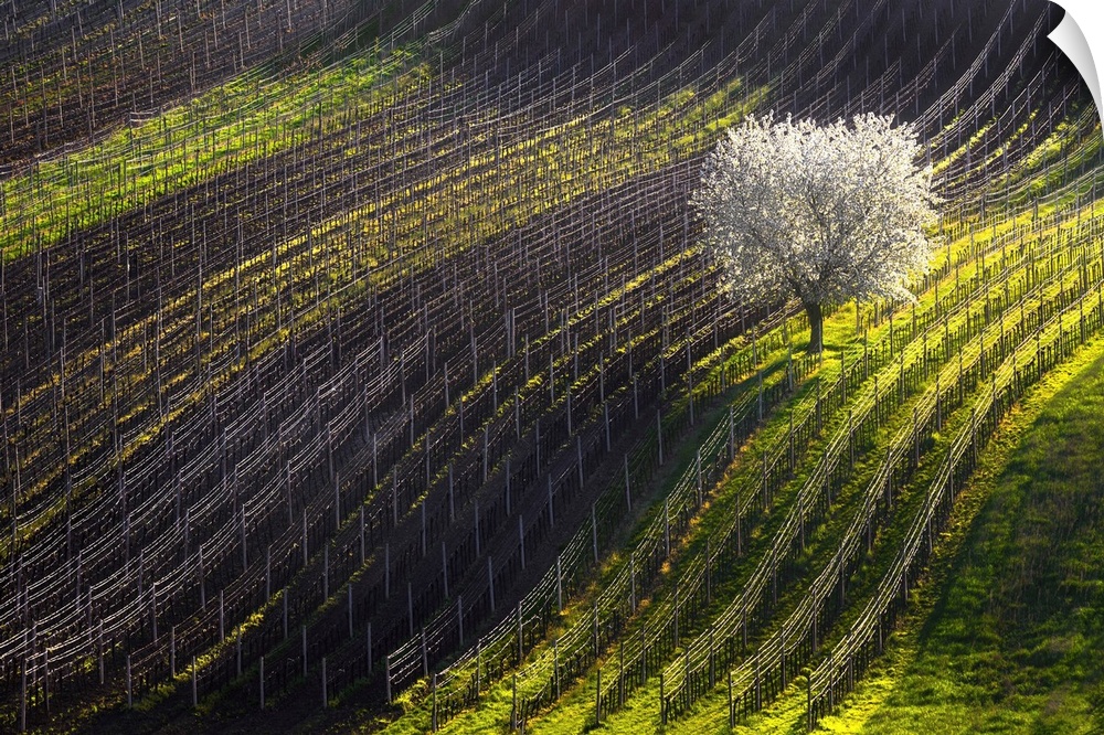 Moravian rolling landscape with apple tree and vineyards. South Moravian, Czech Republic.