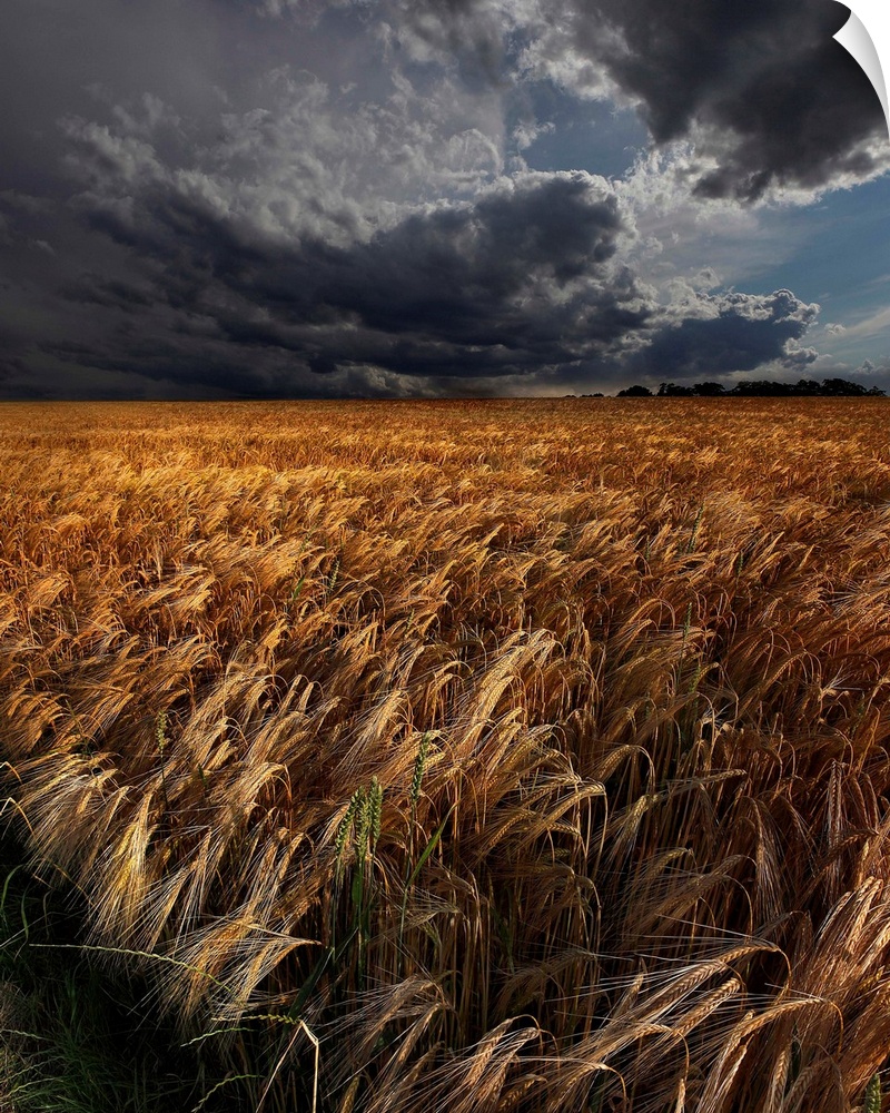 Intense clouds hanging over a field of golden crops.