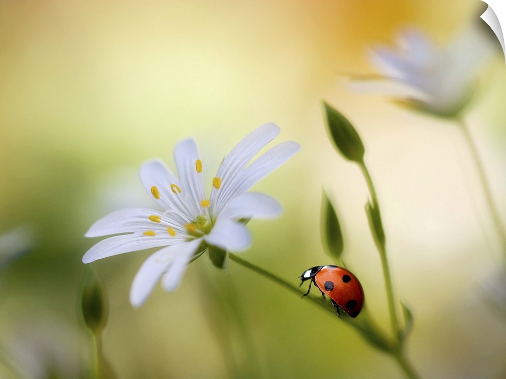 A bright red ladybug climbs up the stem of a white flower.