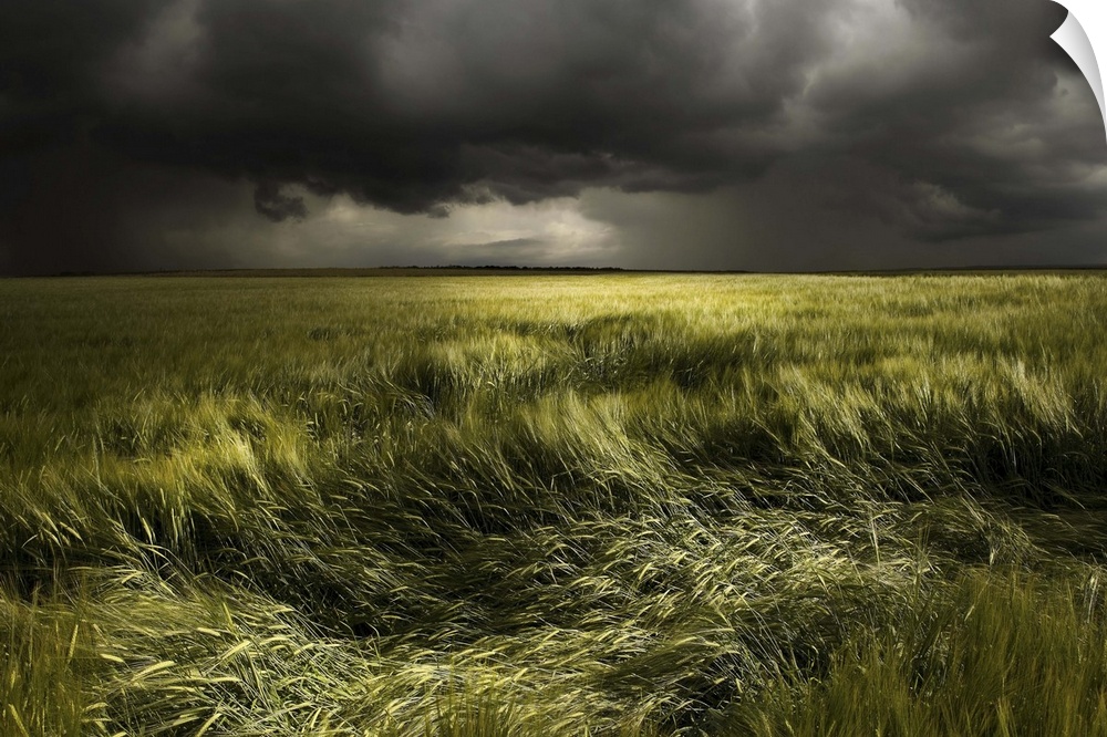 Wind blowing  through a field in Germany, with dark clouds overhead.