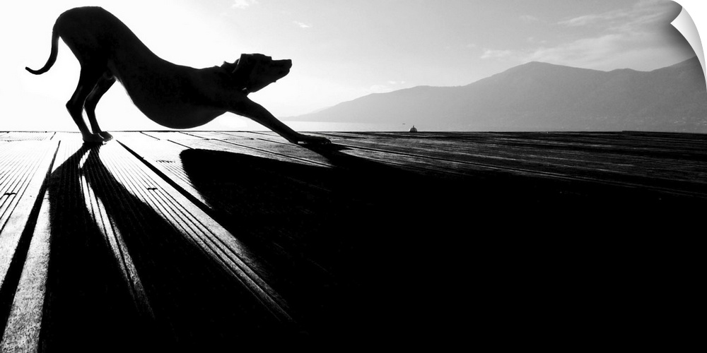 A dog stretching in the early morning, silhouetted by the rising sun.