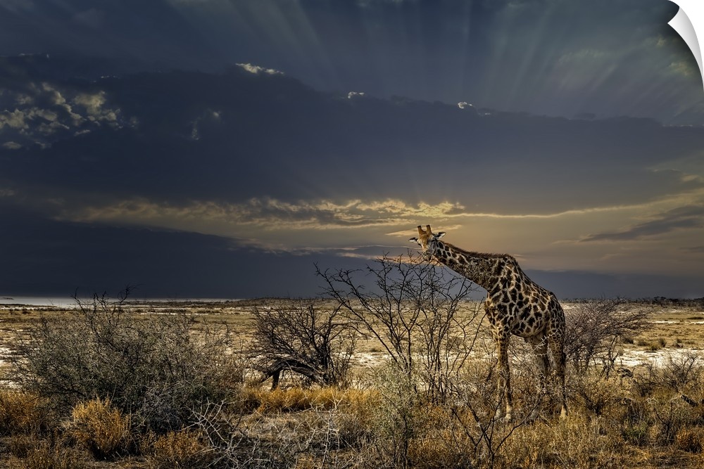 A lone giraffe walks along the African plains in search of something.