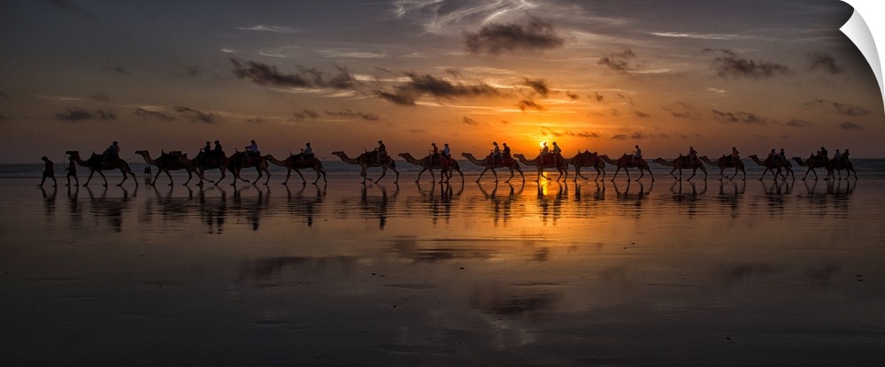 Panoramic photograph of a line of camels walking through the desert at sunset.