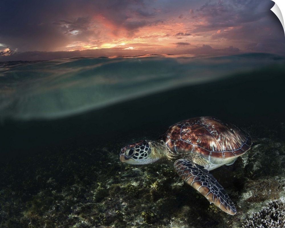 A sea turtle swims just below the surface at sunset.