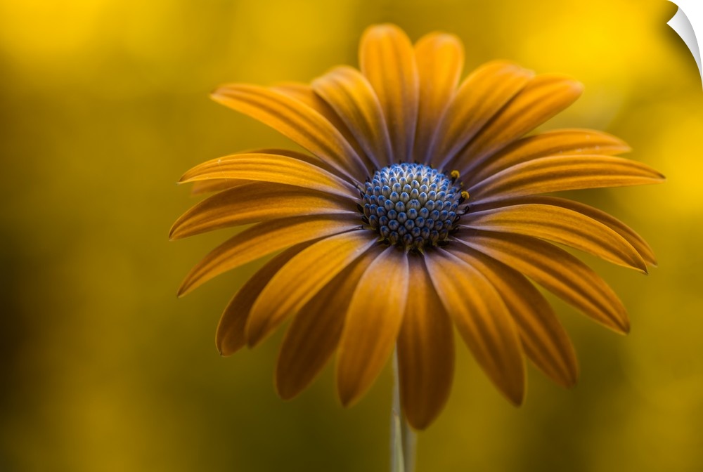 A bright yellow daisy with long petals.