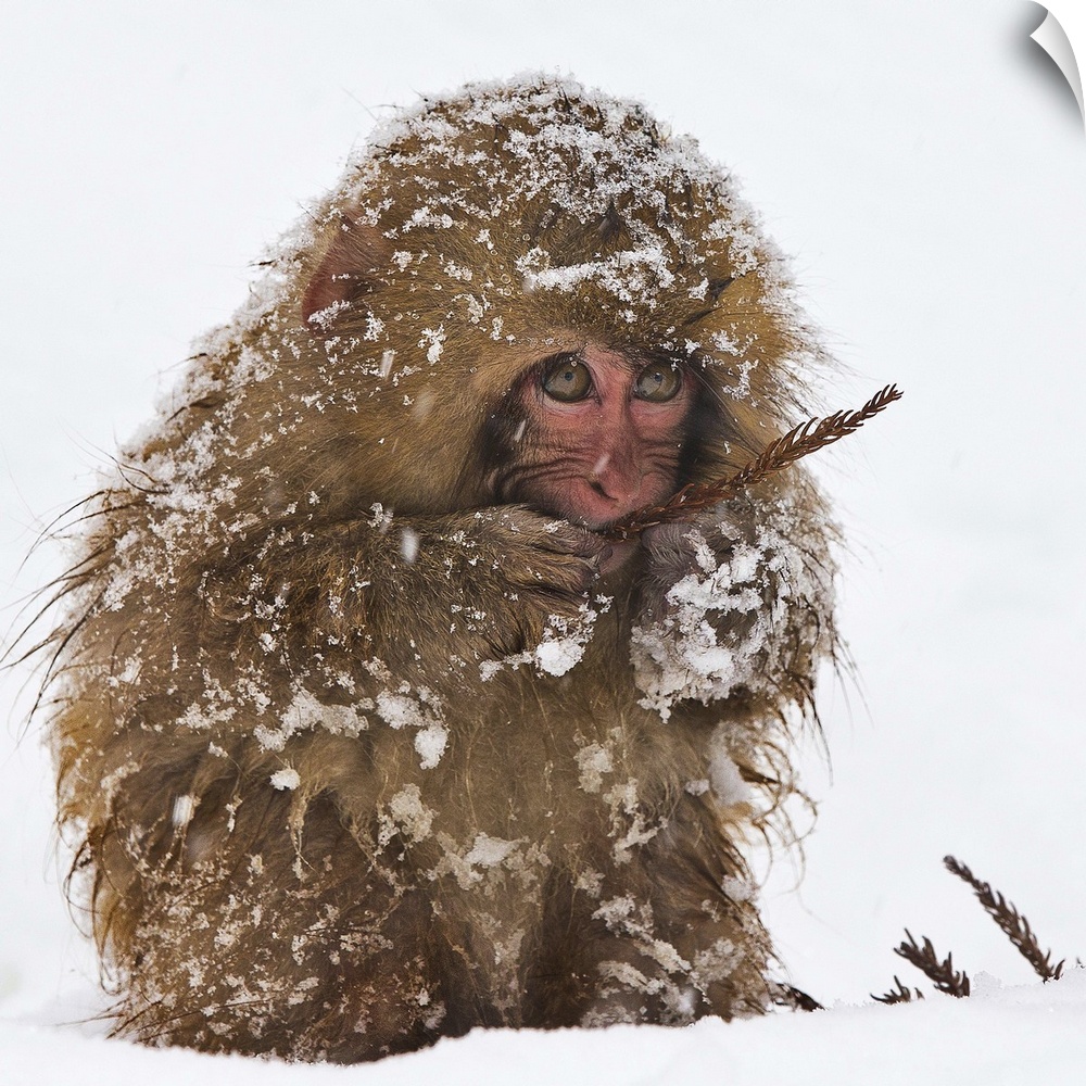 A Japanese Macaque eating a sparse plant, covered in snow.