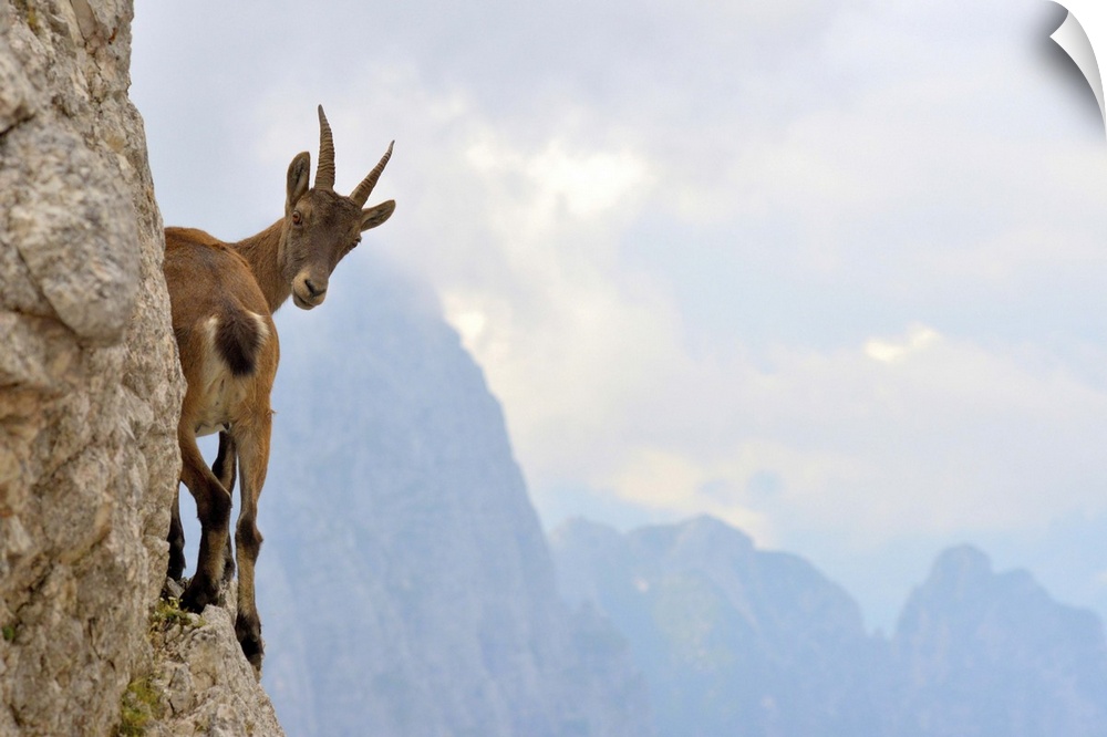 A young goat stands on the edge of a mountain looking behind in curiosity.