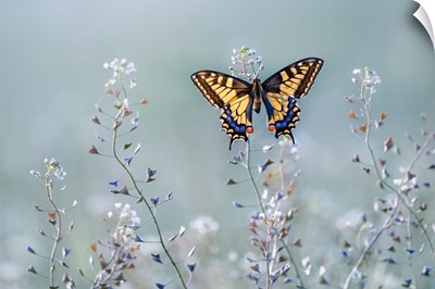 Swallowtail Beauty