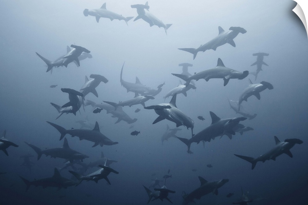 A large swarm of hammerhead sharks in the waters of Costa Rica.