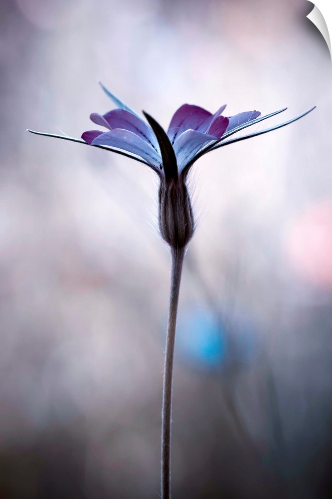 Fine art photo of a purple flower against a blurred background.