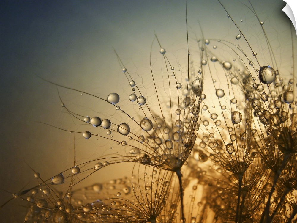 Macro photo of droplets of water on small plants, at sunset.