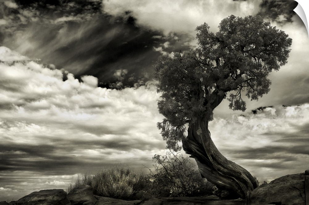 Black and white image of a tree with a twisted trunk, with a cloudy sky above.