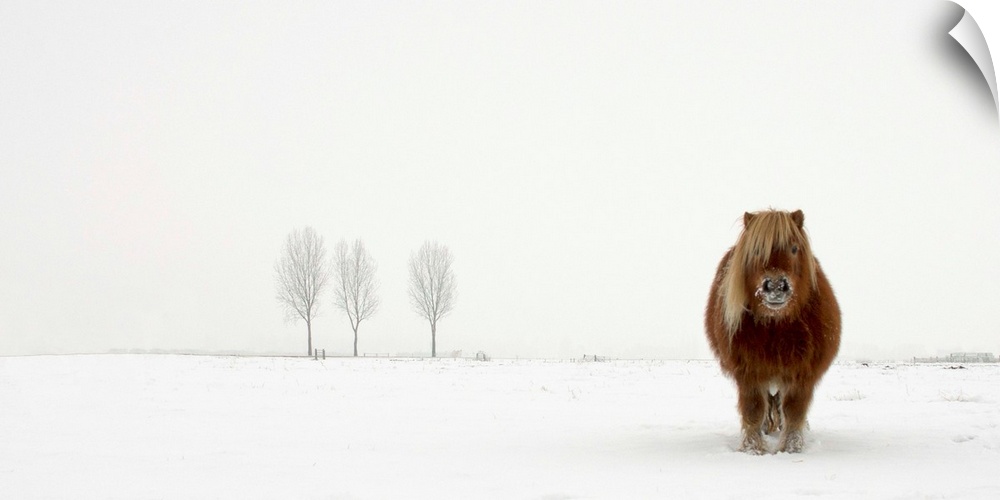 A portrait of an Icelandic pony standing in w blustery winter landscape.