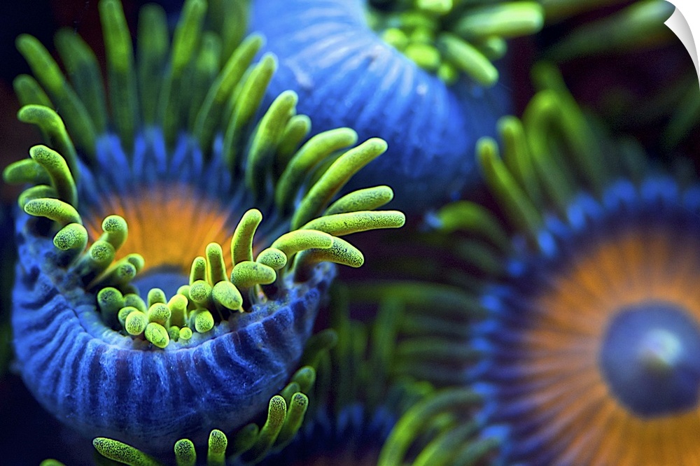 Neon colored sea anemones with numerous tentacles in an aquarium.