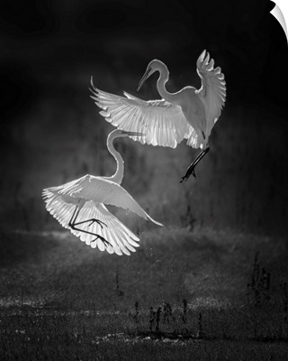 The Dance Of Egrets