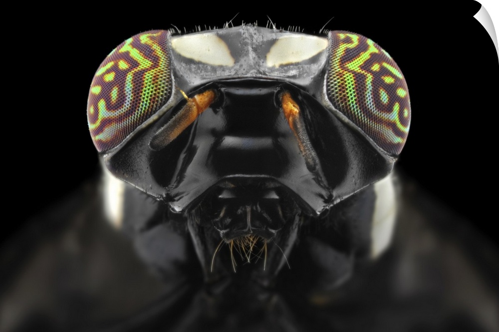 Macro photograph of the head of a fly with compound eyes and antennae clearly visible.