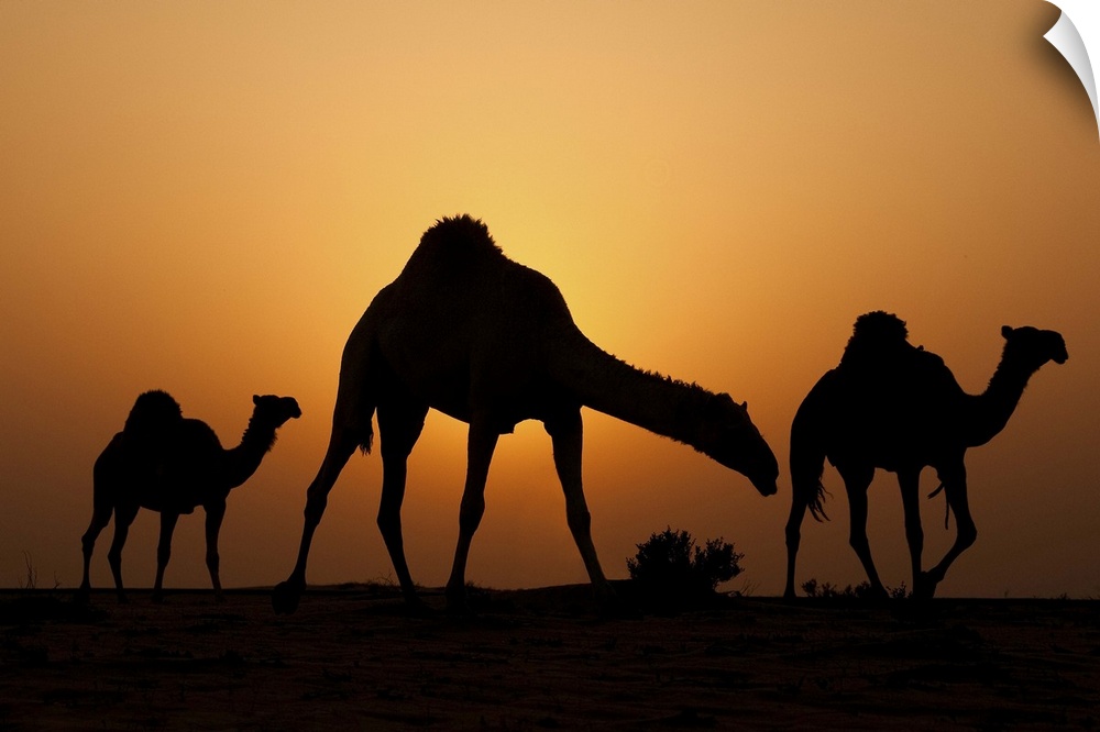 Silhouettes of three camels in the desert at sunset.