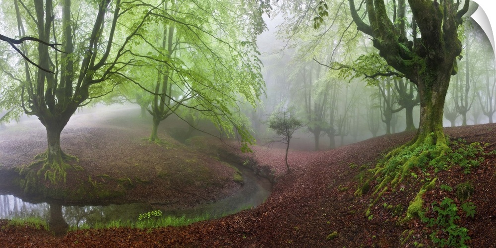 A foggy forest in the countryside of Spain.