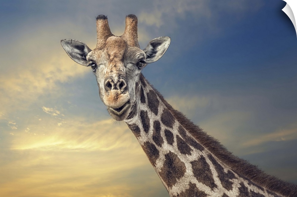 A portrait of a giraffe against a sunset sky.