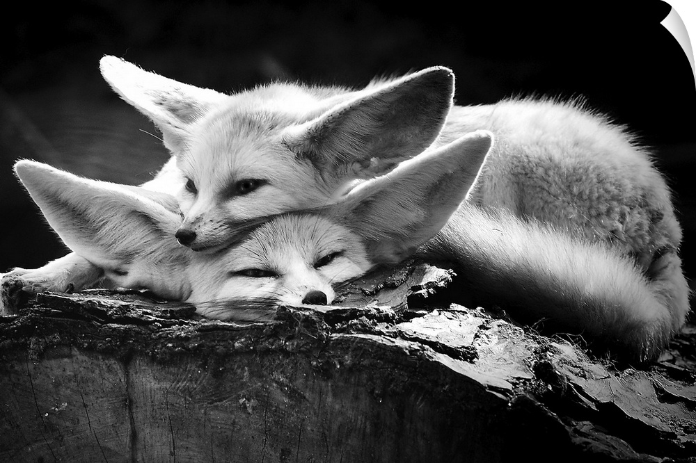 Two adorable fennec foxes with big ears cuddling together on a log.