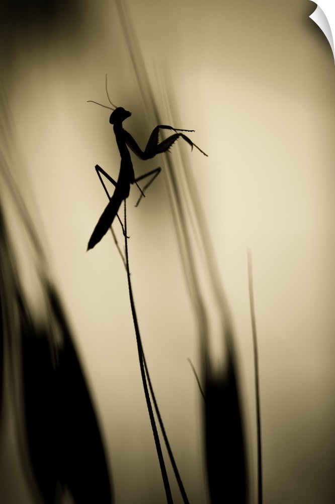 A silhouetted praying mantis perched on a blade of grass.