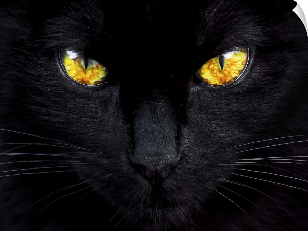 A close-up of a black cat with glowing bright yellow eyes.