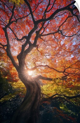 The Japanese Tree