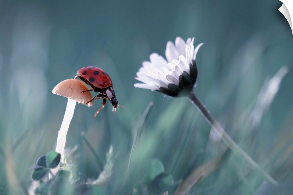 A ladybug perches on a small mushroom with a white daisy nearby.