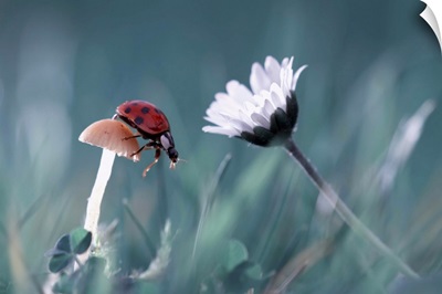 The Lady Bug, The Mushroom, And The Beautiful Daisy