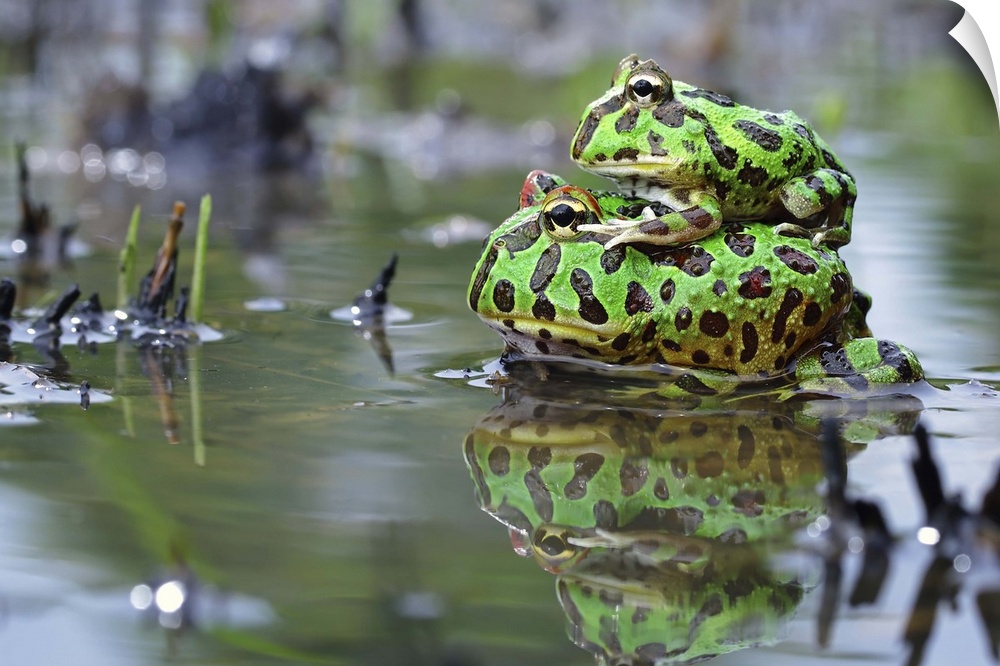 A young frog sitting on the back of its mother in the water.
